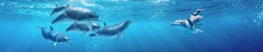 Кухонный фартук Фауна 053 Дельфины МДФ матовый (3000) Fauna в Нефтекамске - neftekamsk.ok-mebel.com | фото 2